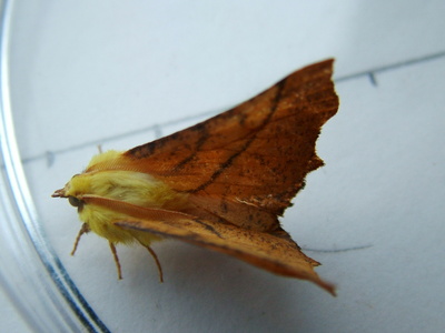 Canary Shouldered Thorn